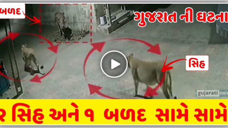 ગુજરાત ના વિસાવદર ની ઘટના, જ્યારે બે સિંહ દ્વારા બળદ ને ઘેરી લેવામાં આવ્યો? જુઓ વિડિઓ