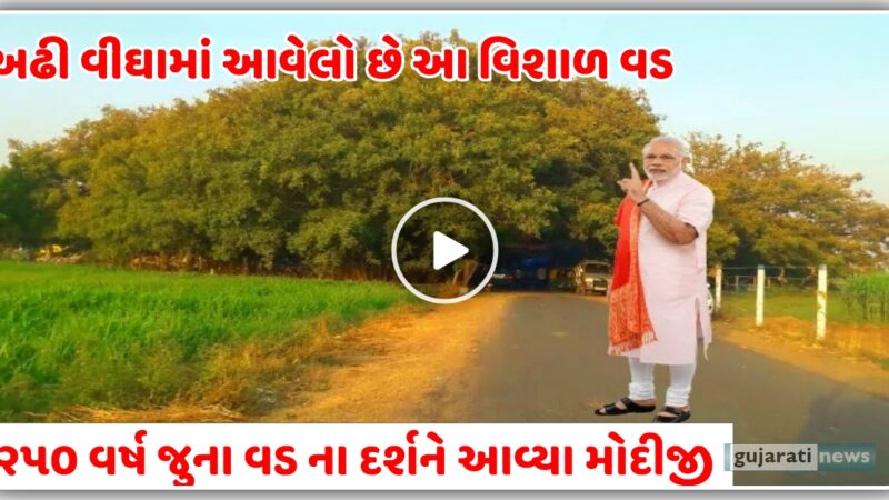 2.5 વીઘા માં આવેલો છે 250 વર્ષ જૂનો આ વડ, જુઓ વિડિઓ