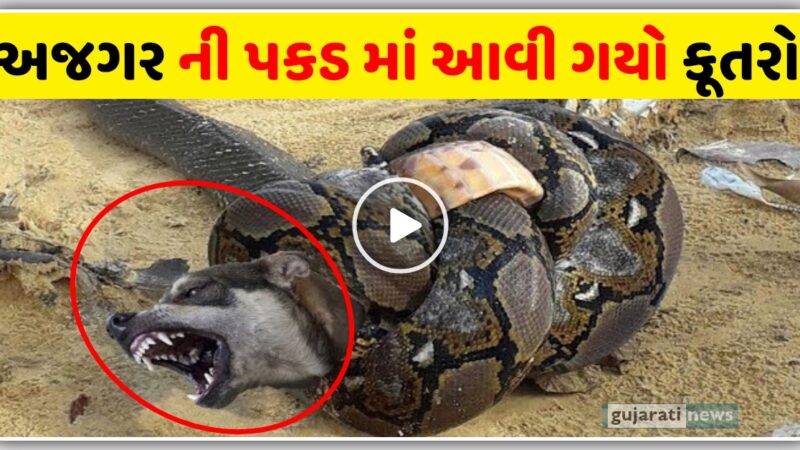 અજગર ની પકડ માં આવી ગયો કૂતરો , વિડિઓ જોઈ ને થઈ જશો હેરાન