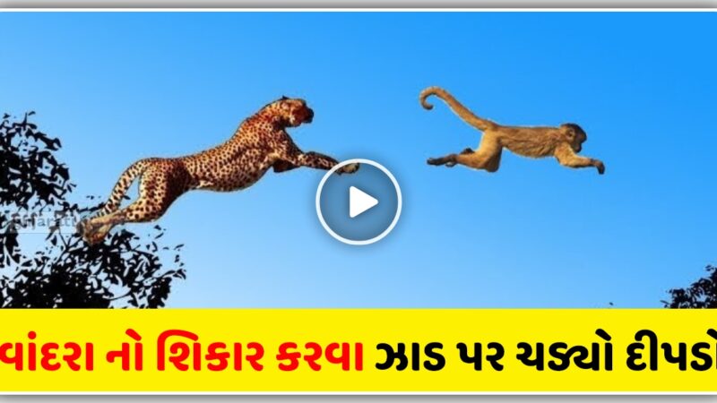 વાંદરાનો શિકાર કરવા માટે દીપડો ઝાડ પર ચઢ્યો, પછી શું થયું : જુઓ વાયરલ વિડીયો