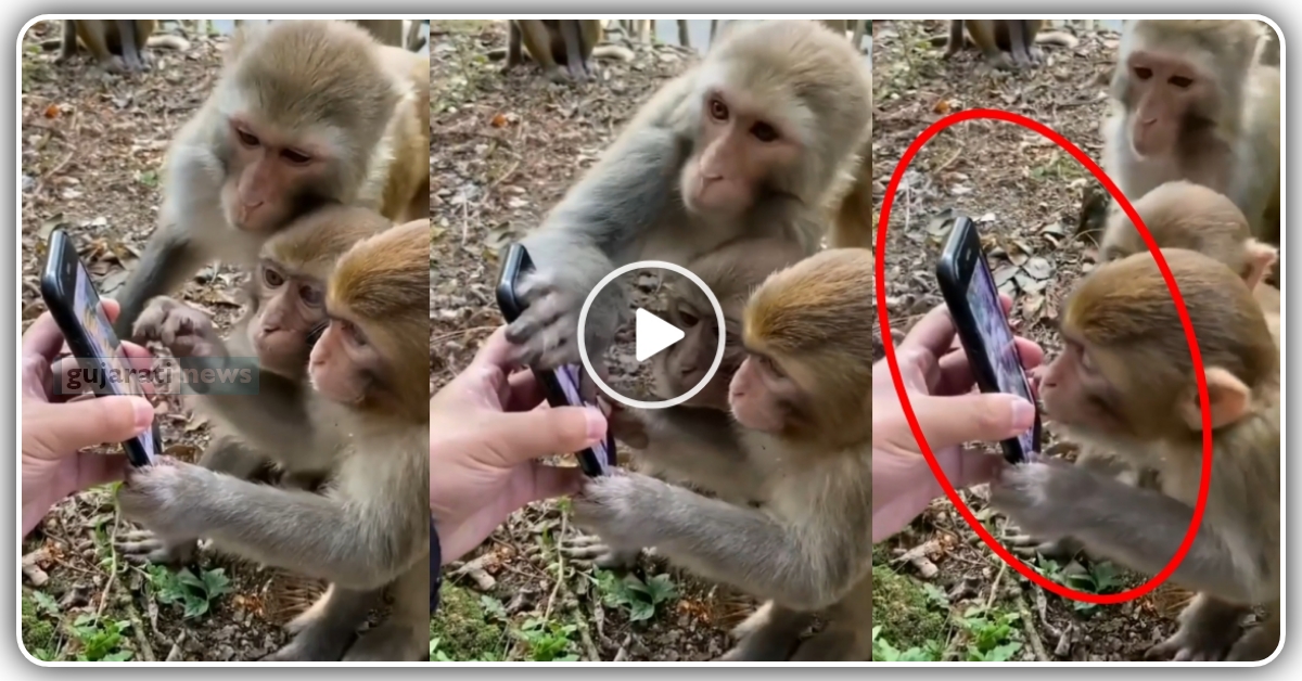 મોબાઈલ માં એવું તો શું જોયું કે કિસ કરવા લાગ્યા વાંદરા , જુઓ વિડિઓ