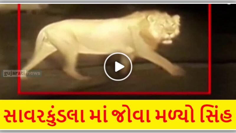 અમરેલી ના સાવરકુંડલા માં જોવા મળ્યો સિંહ, જુઓ CCTV નો વિડિઓ