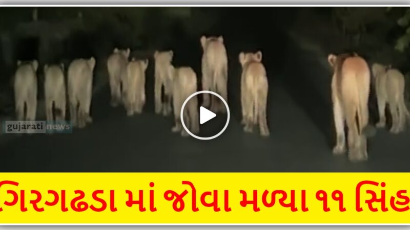 સોમનાથ ના ગીર ગઢડા માં એક સાથે જોવા મળ્યું ૧૧ સિંહ નું ટોળું, જુઓ વિડિઓ