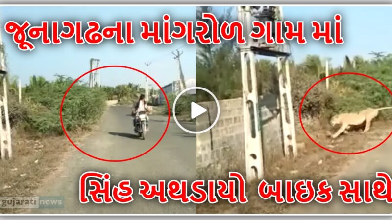 જૂનાગઢના માંગરોળ ગામ માં સિંહ અથડાયો બાઈક સાથે, જુઓ વિડિઓ