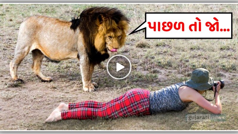 જંગલ માં ફોટોગ્રાફી કરતી છોકરી ની પાછળ આવી ગયો સિંહ, પછી બન્યું એવું કે…. જુઓ વીડિયો