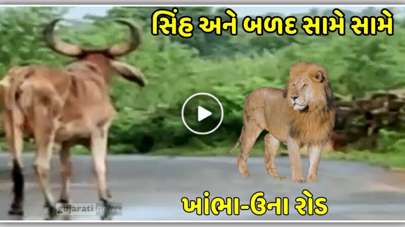 ખાંભા-ઉના રોડ ઉપર સિંહ અને બળદ સામે સામે, વીડિયો માં જુઓ