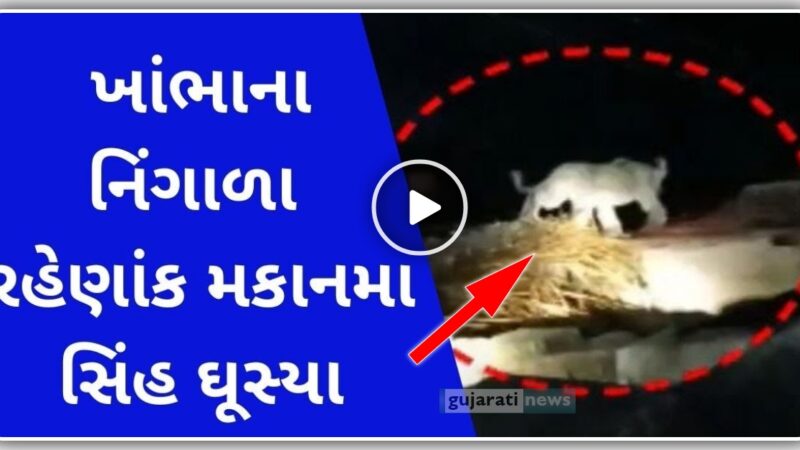 અમરેલી ખાંભાના નિંગાળા રહેણાંક મકાનમા સિંહ ઘૂસ્યા, સમગ્ર ઘટના કેમેરા માં કેદ