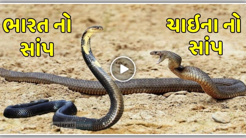 ભારત નો સાંપ અને ચાઇના નો સાંપ આવી ગયા સામે સામે, વીડિયો માં જોવો શું થયું