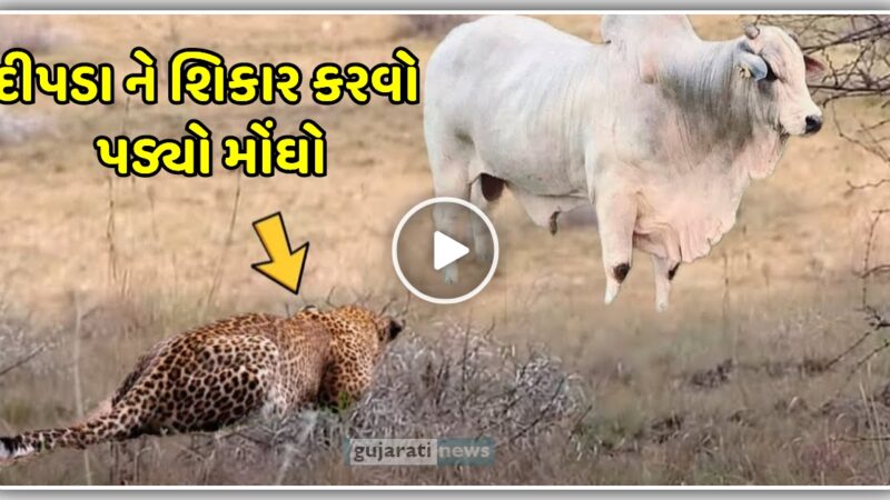 દીપડા ને શિકાર કરવો પડ્યો મોંઘો, વીડિયો માં જુઓ શું હાલત કરી નાખી