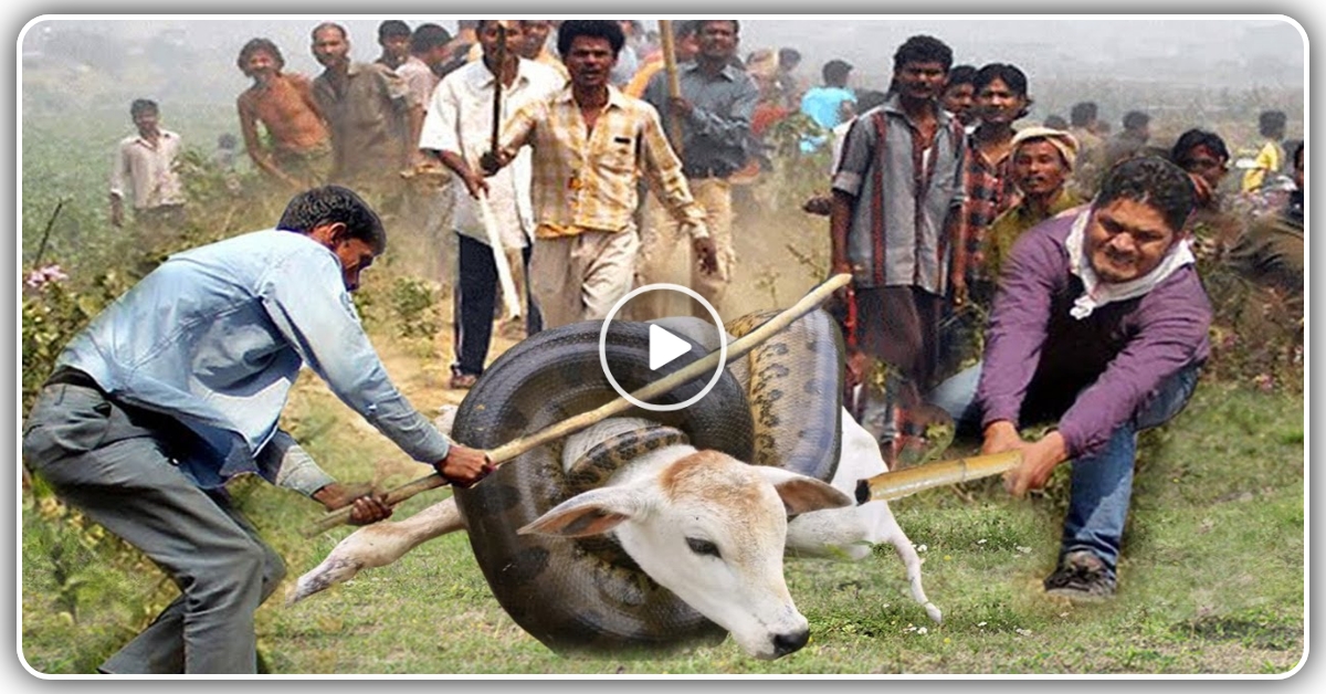 ગાય નો શિકાર કરવા જઈ રહ્યો હતો અજગર, ગામ ના લોકો આવ્યા ગાય ની મદદે, જુઓ વીડિયો