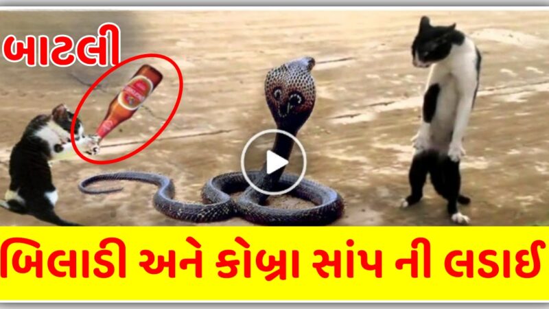 હાથ માં બાટલી લઇ ને બિલાડી એ કોબ્રા સાંપ ની હાલત કરી દીધી ખરાબ , જુઓ વીડિયો