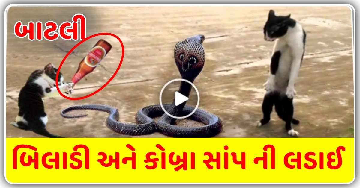 હાથ માં બાટલી લઇ ને બિલાડી એ કોબ્રા સાંપ ની હાલત કરી દીધી ખરાબ , જુઓ વીડિયો