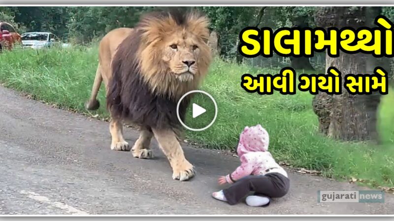 અચાનક નાના છોકરા ની સામે આવી ગયો ડાલામથ્થો, વીડિયો માં જુઓ