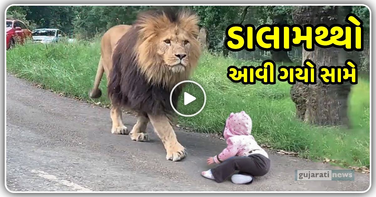 અચાનક નાના છોકરા ની સામે આવી ગયો ડાલામથ્થો, વીડિયો માં જુઓ