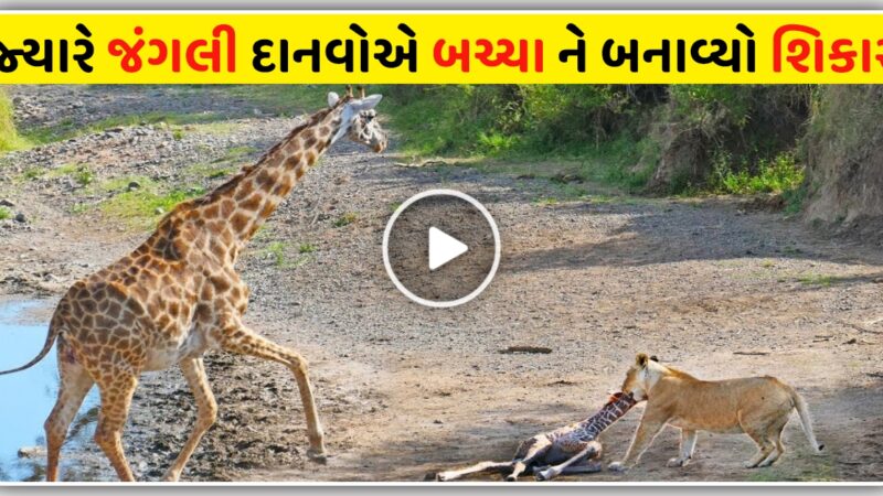 જિરાફના બાળક પર સિંહોએ કર્યો હુમલો, જિરાફે શું કર્યું જુઓ વીડિયોમાં…