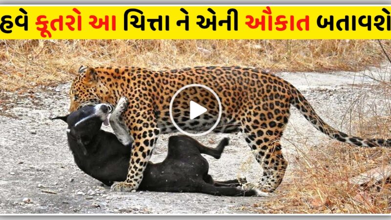 ચિત્તા અને કૂતરાની ગજબ લડાઈ જોઈને તમારી પણ આંખો ખુલી ને ખુલી રહી જશે,જુઓ વિડિયો