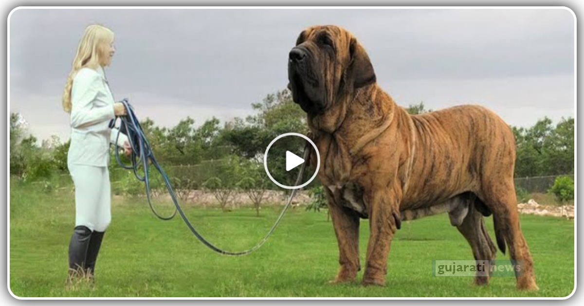 દુનિયા નો સૌથી મોટો કૂતરો, લાગે છે મોટા પાડા જેવો, વાયરલ વીડિયો