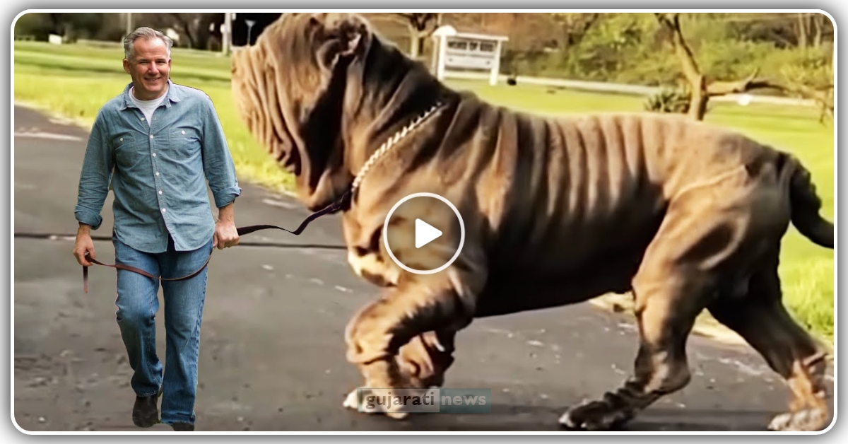 આ છે દુનિયા નો સૌથી મોટો કૂતરો લાગે છે મોટા પાડા જેવો, જુઓ વીડિયો