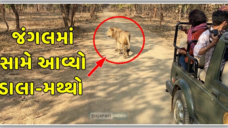 જંગલમાં અચાનક જીપ ની સામે આવી ગયો સિંહ, વિડિયો જોઈને તમે પણ હચમચી જશો, જુઓ video…