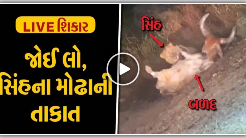 છલાંગ મારી સિંહે બળદને દબોચી લીધો, વિડિયો જોઈ ને બધા લોકોના હોશ ઊડી ગયા, જુઓ video…