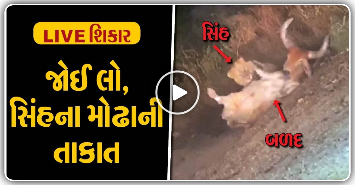 છલાંગ મારી સિંહે બળદને દબોચી લીધો, વિડિયો જોઈ ને બધા લોકોના હોશ ઊડી ગયા, જુઓ video…