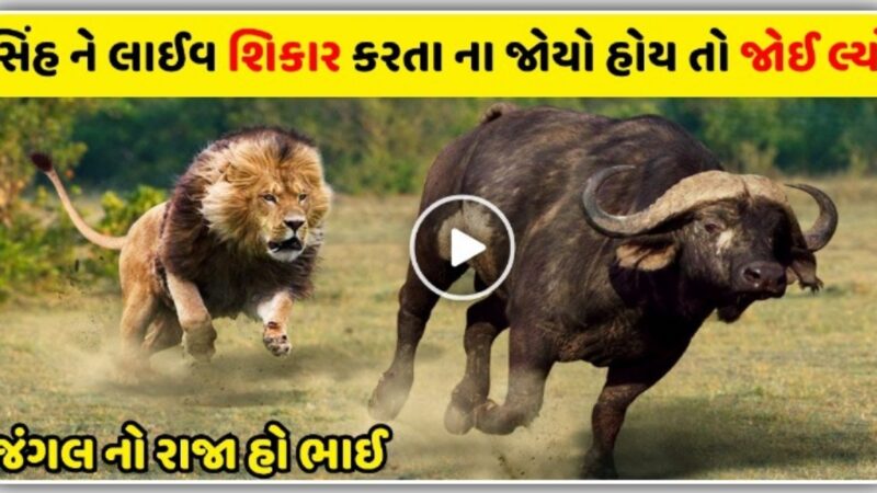 સિંહ ને લાઈવ શિકાર કરતા ના જોયો હોય તો જોઈ લ્યો, જંગલ નો રાજા હો ભાઈ…