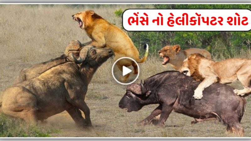 ભેંસે લગાવ્યો સિંહ નો હેલીકૉપટર શોટ, વિડિઓ થયો વાયરલ…