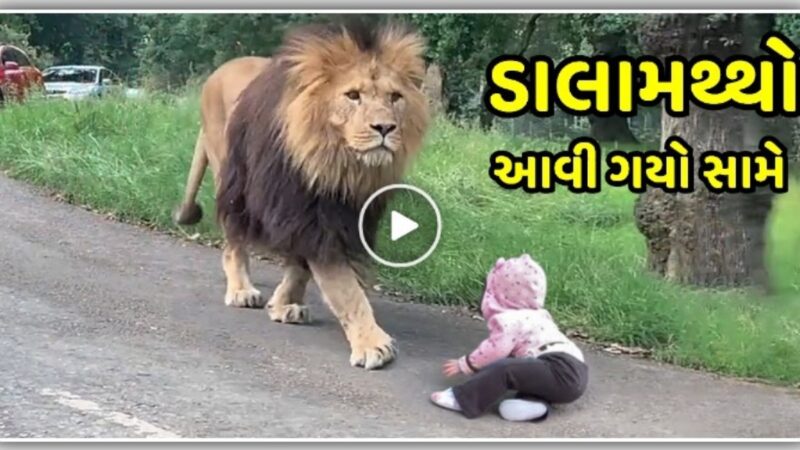 અચાનક નાના છોકરા ની સામે આવી ગયો ડાલામથ્થો, વીડિયો માં જુઓ…