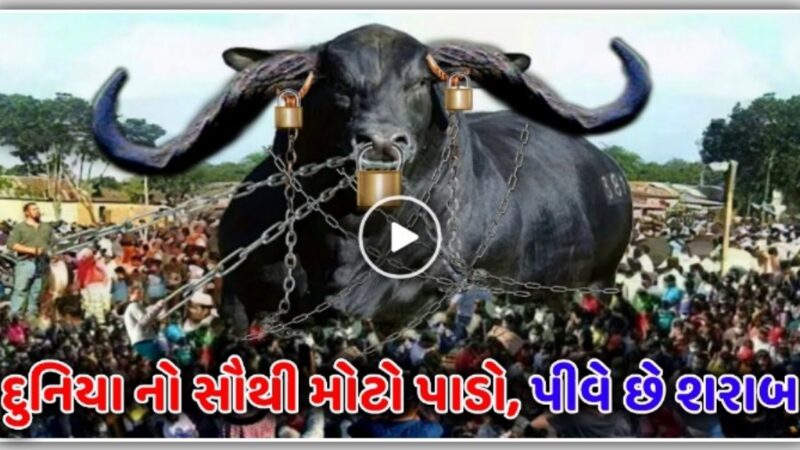 દુનિયા નો સૌથી મોટો પાડો, પીવે છે શરાબ, જુઓ વીડિયો…