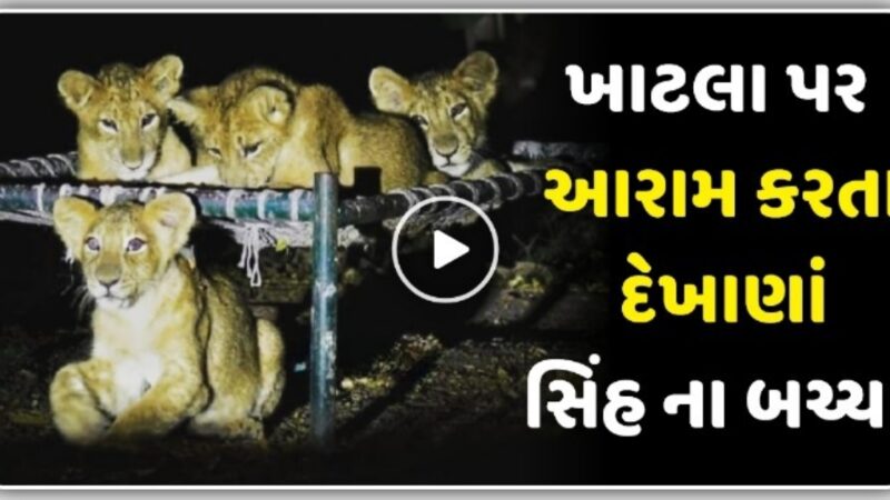 ખાટલા પર આરામ ફરમાવતા દેખાણા કેસરિયા સિંહ બચ્ચા, જુઓ…