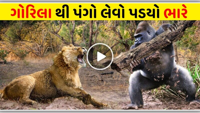 ગોરિલા થી પંગો લેવો પડયો ભારે, જંગલ ના રાજા સિંહ ની હાલત થઈ ખરાબ, જુઓ વિડિયો