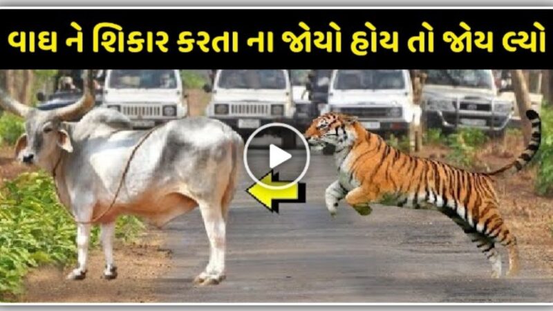 વાઘ ને શિકાર કરતા ના જોયો હોય તો જોય લ્યો આ વિડિઓ માં…