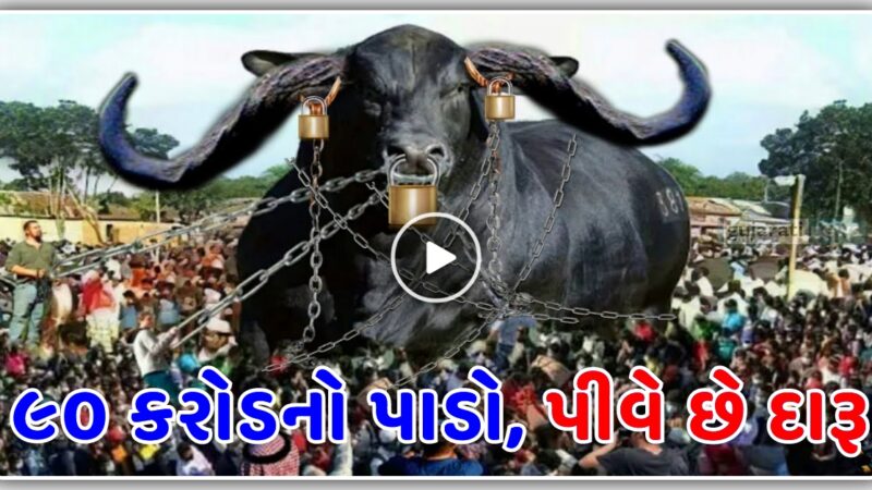 ૯૦ કરોડનો પાડો, પીવે છે શરાબ, જુઓ વીડિયો