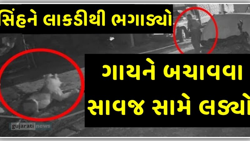 ગાયને બચાવવા ગૌશાળાના સંચાલકે સિંહ સાથે ભીડી બાથ, જુઓ વિડિયો…