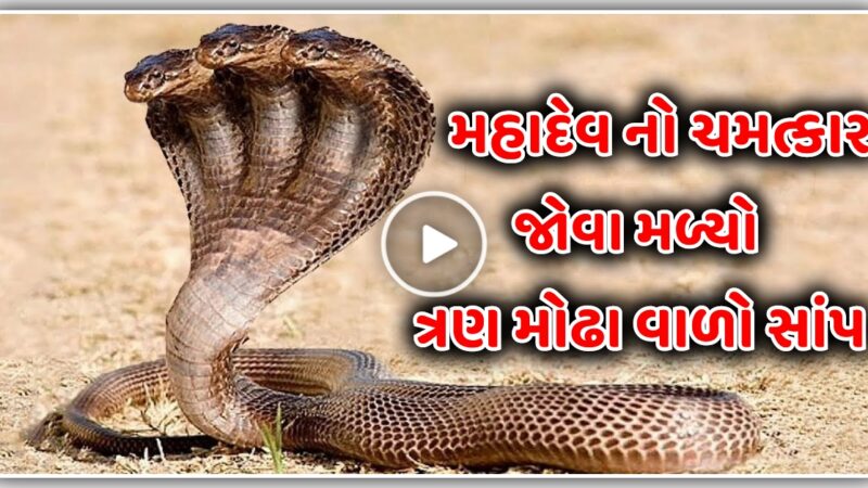 મહાદેવ નો ચમત્કાર જોવા મળ્યો ત્રણ મોઢા વાળો સાંપ, જુઓ વિડિઓ