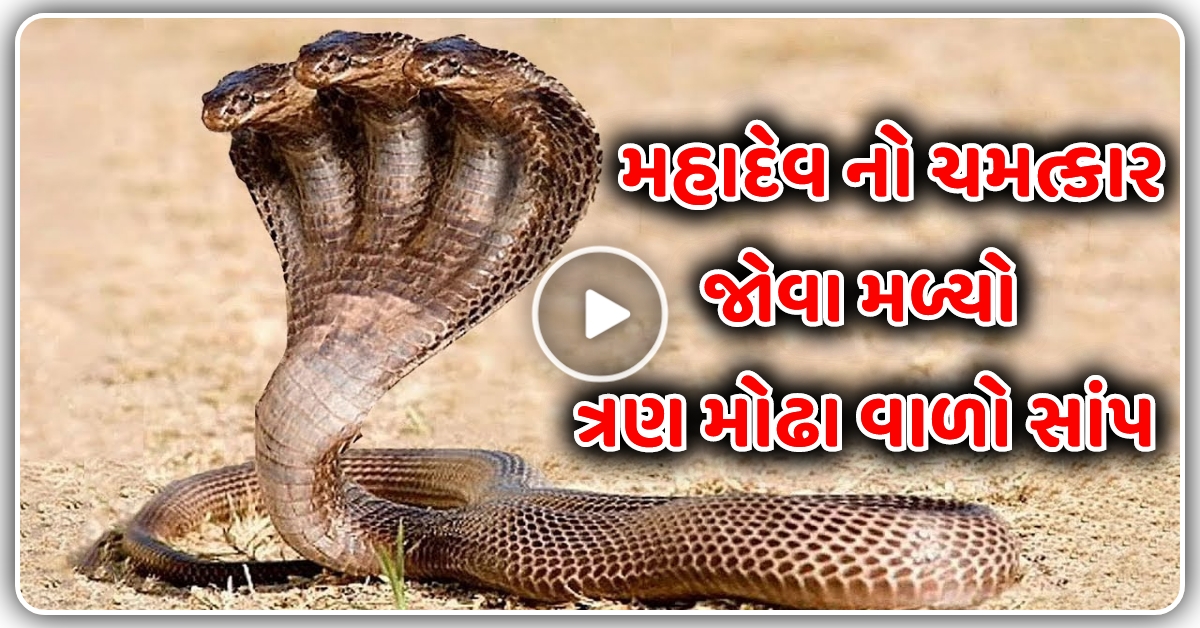 મહાદેવ નો ચમત્કાર જોવા મળ્યો ત્રણ મોઢા વાળો સાંપ, જુઓ વિડિઓ