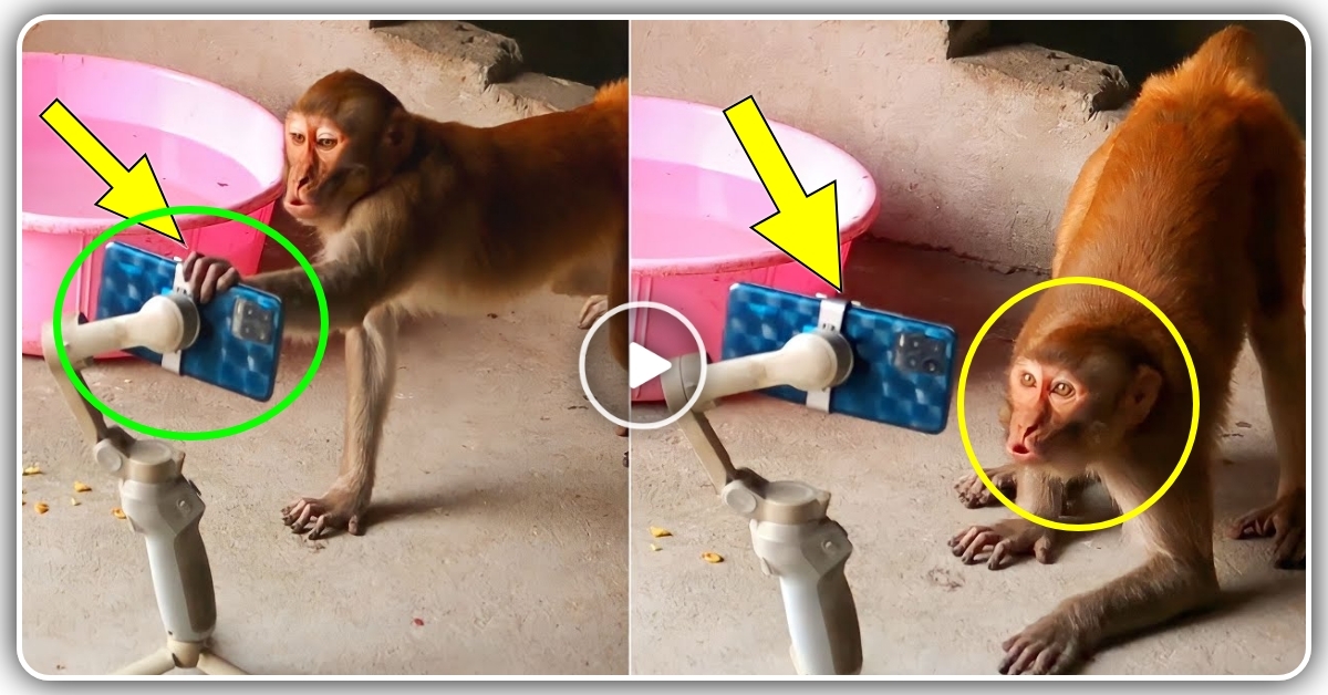 વાંદરા એ મોબાઇલ માં બનાવ્યો વિડિઓ, જુઓ વાયરલ વીડિયો…