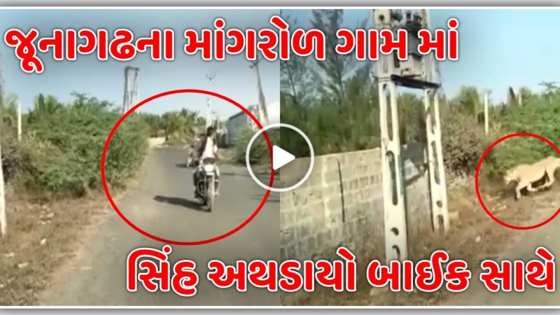 જૂનાગઢના માંગરોળ ગામ માં સિંહ અથડાયો બાઈક સાથે, જુઓ વિડિઓ