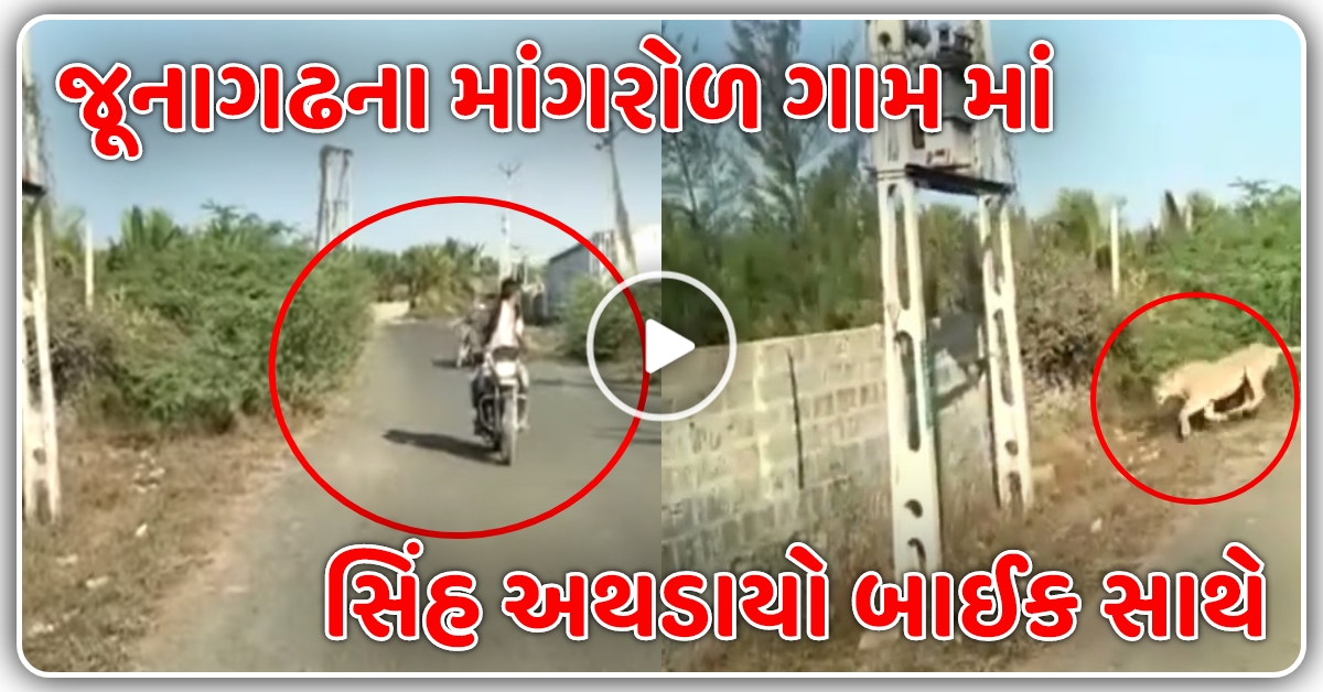 જૂનાગઢના માંગરોળ ગામ માં સિંહ અથડાયો બાઈક સાથે, જુઓ વિડિઓ