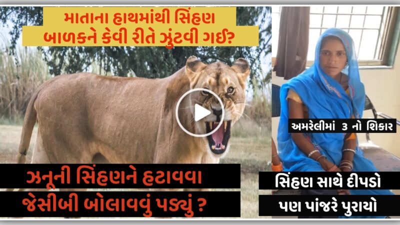 માતાના હાથમાંથી માસૂમ બાળકને ઝુંટવી ગઈ સિંહણ, ખોફનાક ઘટના, જુઓ વિડિયો…