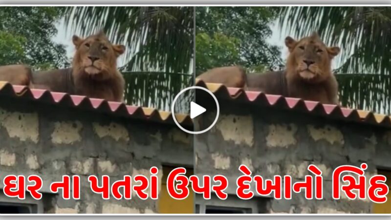 કોડીનારના આલિદર ગામ માં ઘર ના છાપરા ઉપર જોવા મળ્યો સિંહ…