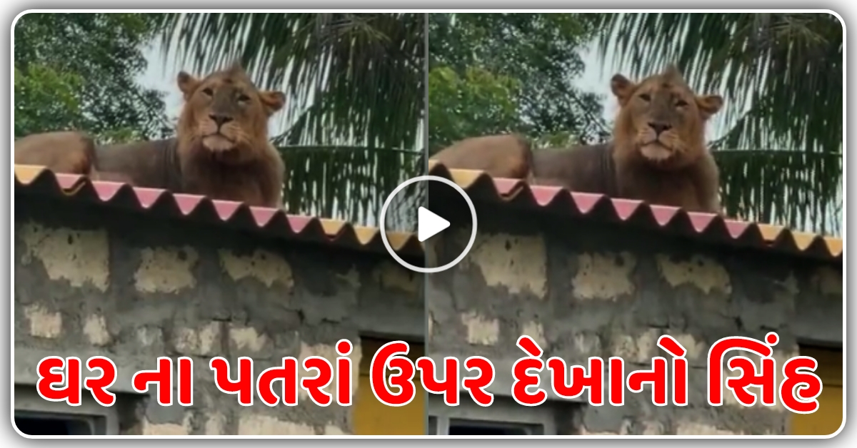 કોડીનારના આલિદર ગામ માં ઘર ના છાપરા ઉપર જોવા મળ્યો સિંહ…