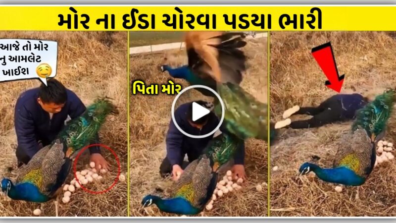 મોરની ના ઈંડા લેવા ગયા છોકરા પર મોર નો ખતરનાક હુમલો, વીડિયો માં જુઓ ખરાબ કરી નાખી હાલત…