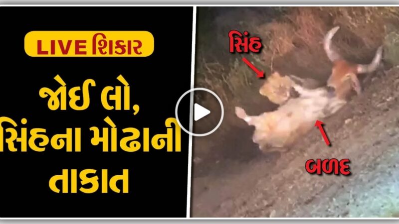 છલાંગ મારી સિંહે બળદને દબોચી લીધો, વિડિયો જોઈ ને બધા લોકોના હોશ ઊડી ગયા, જુઓ video…