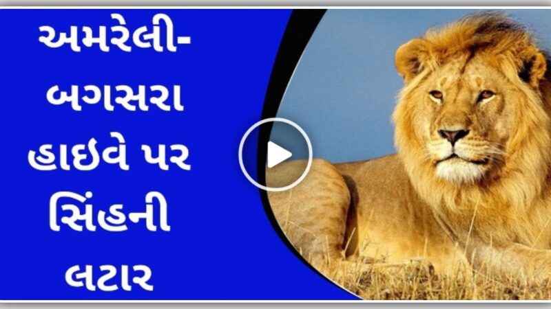 અમરેલી-બગસરા હાઇવે પર જંગલ ના રાજા સિંહની લટાર મારતો વિડિયો થયો વાયરલ…