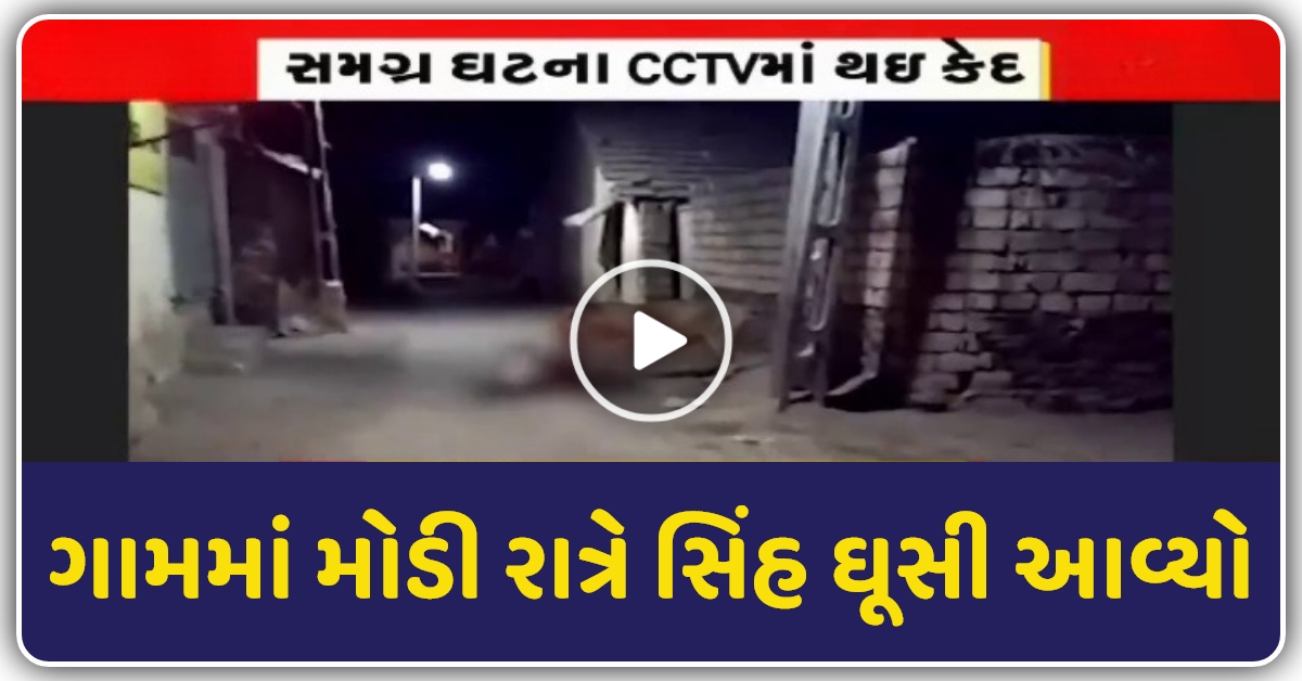 ગુજરાત ના રાજુલા ગામના કાતર ગામમાં મોડી રાત્રે સિંહ ઘૂસી આવ્યો, જુઓ CCTV ફૂટેજ