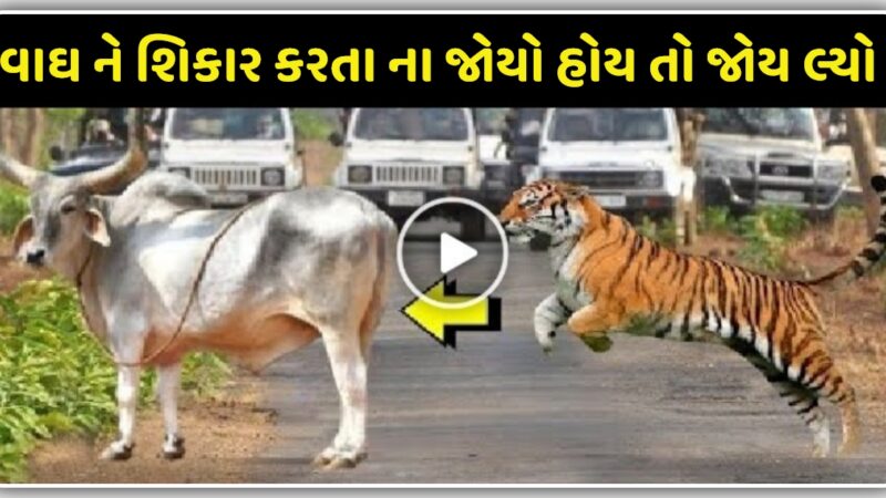 વાઘ ને શિકાર કરતા ના જોયો હોય તો જોય લ્યો આ વિડિઓ માં…