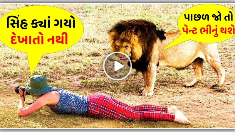 છોકરી ની પાછળ આવી ગયો સિંહ, જોઈ ને પેન્ટ થઈ ગયું ભીનું