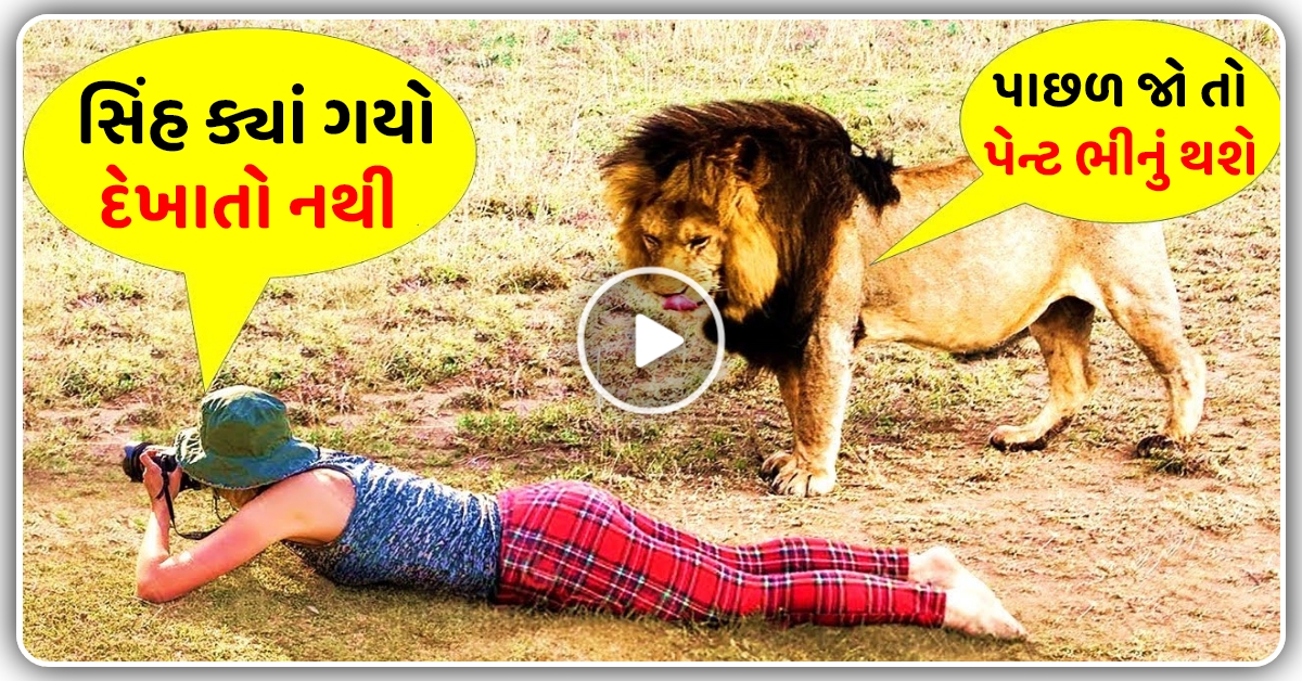 છોકરી ની પાછળ આવી ગયો સિંહ, જોઈ ને પેન્ટ થઈ ગયું ભીનું