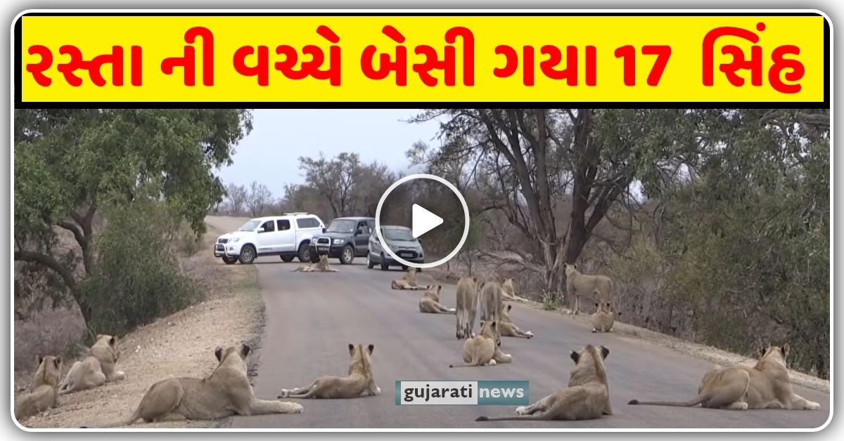 રસ્તા ની વચ્ચે બેસી ગયા 17 સિંહ, જુઓ વિડિઓ…